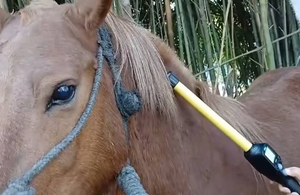 El chip permiti&oacute; ratrear el origen del animal. 