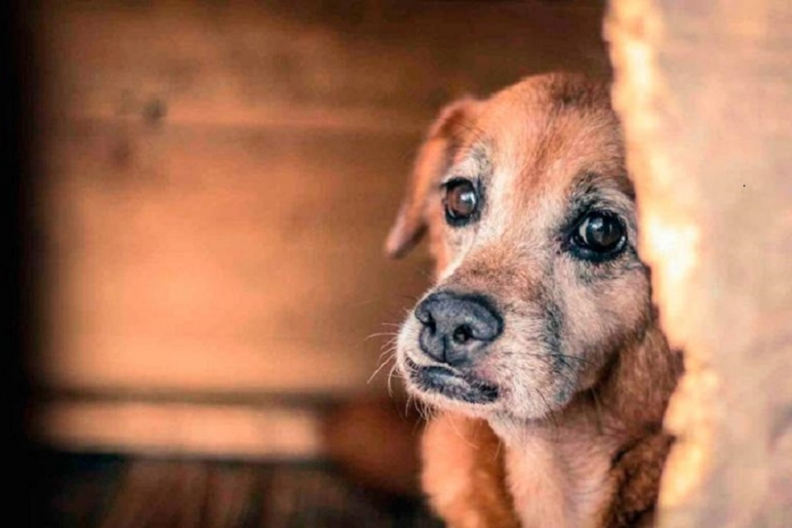 Venden barbijos para atender a treinta mascotas