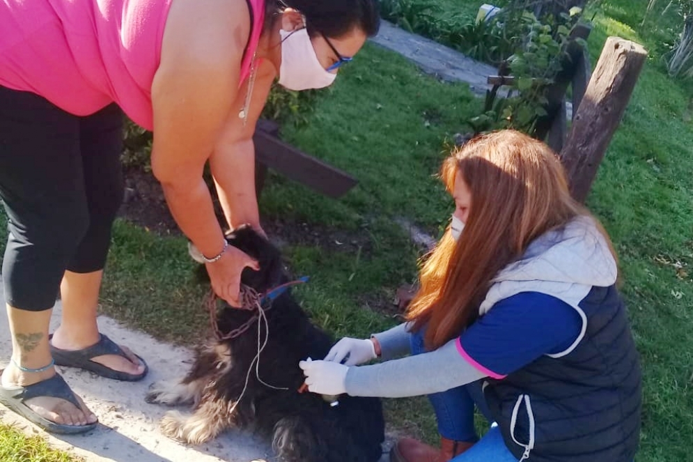 El mi&eacute;rcoles, en la primera jornada, se vacunaron 100 mascotas.
