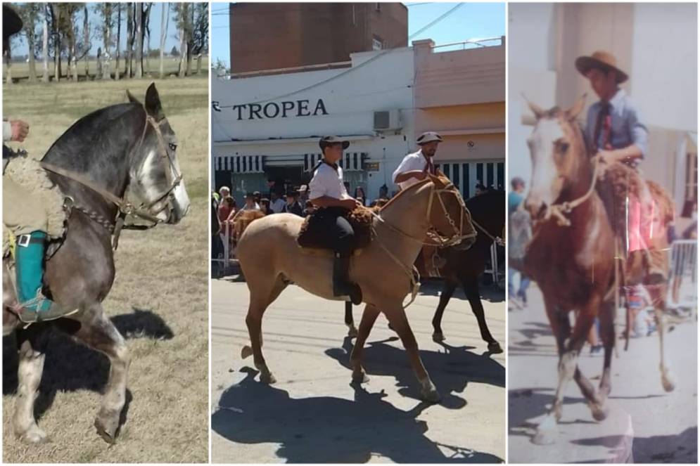 Los Valenzuela est&aacute;n desesperados por encontrar a los equinos.