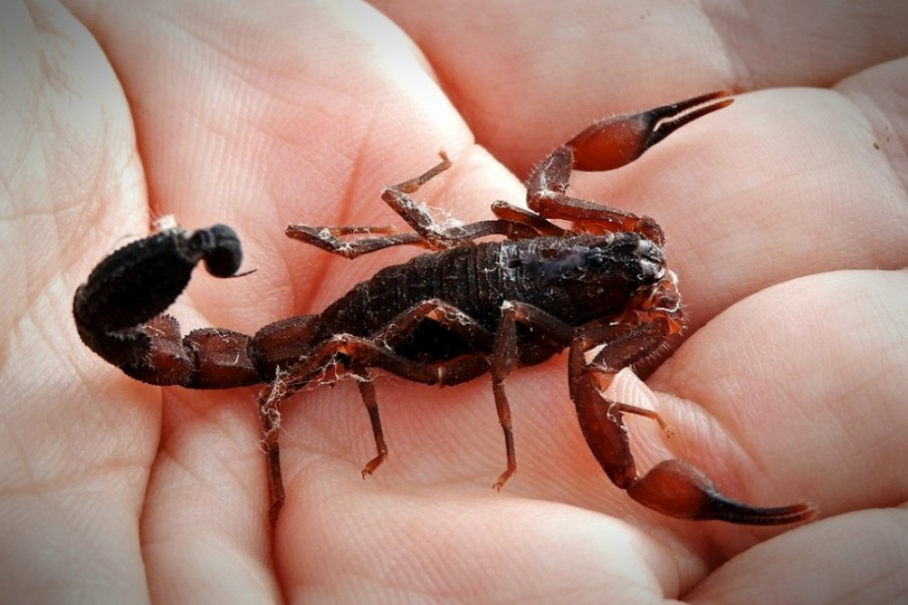 La especie de un alacr&aacute;n no peligroso.