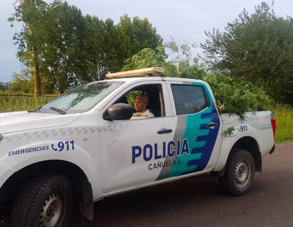 La caja del m&oacute;vil repleta de la "planta de la risa".