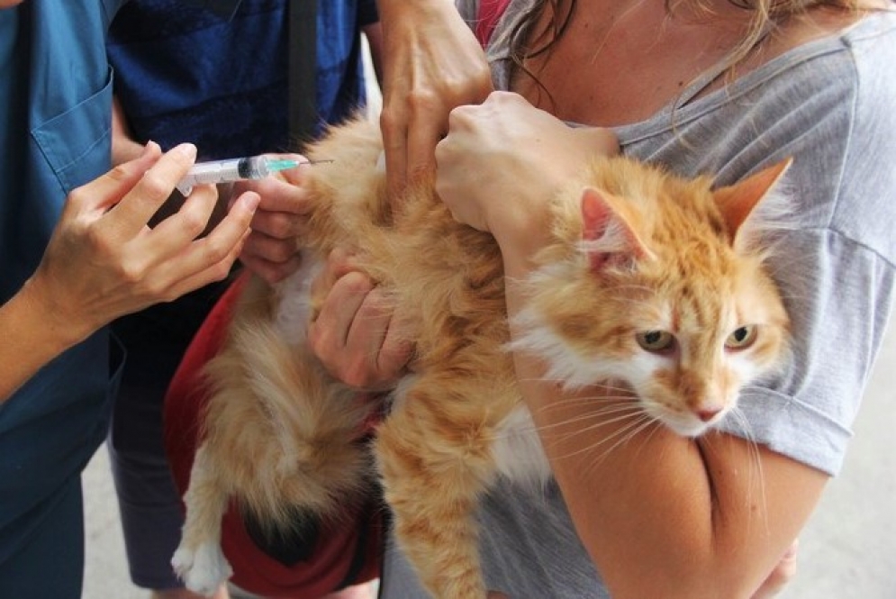 La vacuna debe aplicarse todos los a&ntilde;os en perros y gatos mayores de tres meses.