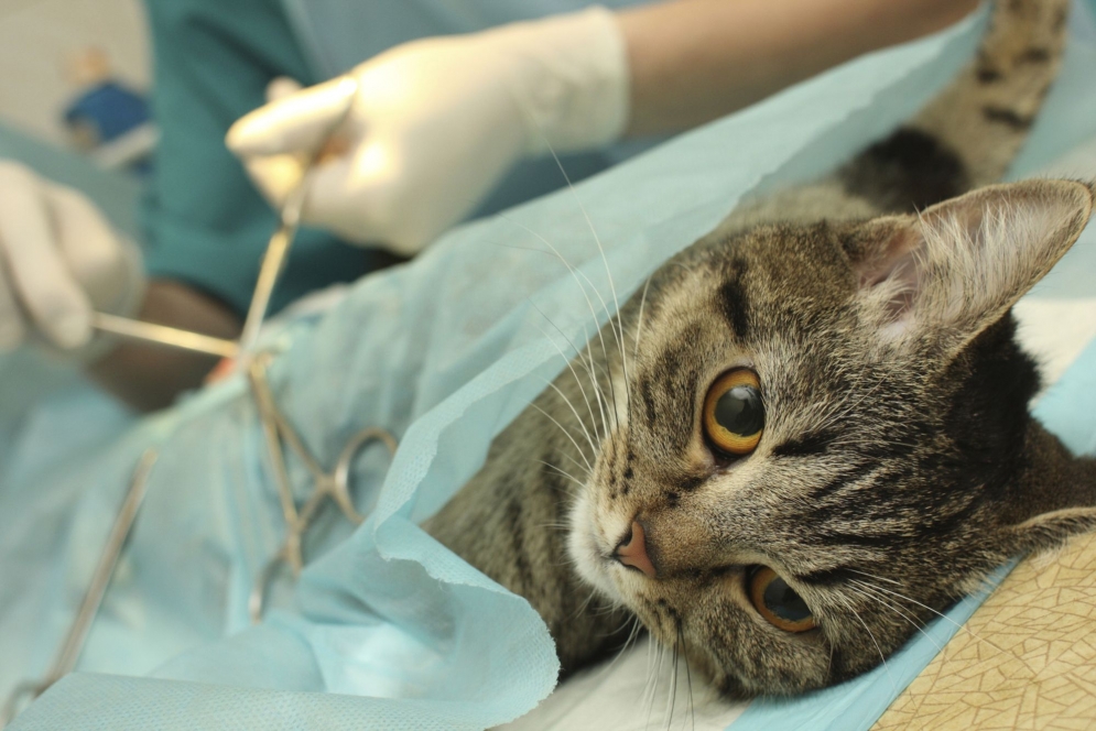 La cirug&iacute;a se realizar&aacute; en perros y gatos de ambos sexos.