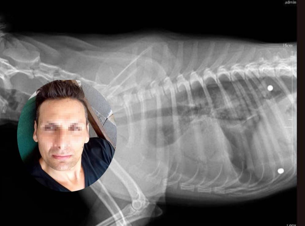 El rostro semi cubierto del acusado y la radiograf&iacute;a donde se ven los perdigones - podr&iacute;an ser de plomo- en el cuerpo&nbsp;del&nbsp;animal.