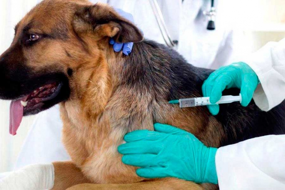 Campa&ntilde;a de vacunaci&oacute;n para mascotas