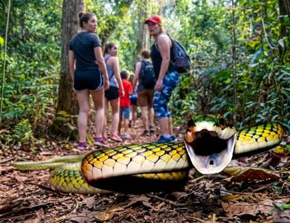 &iexcl;Susto en las Cataratas! Una ca&ntilde;uelense fue mordida por una serpiente