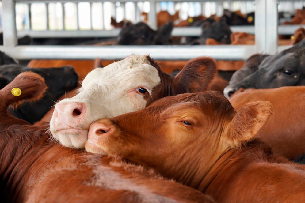 Ca&ntilde;uelas abri&oacute; el martes con el ingreso de 10.477 animales.