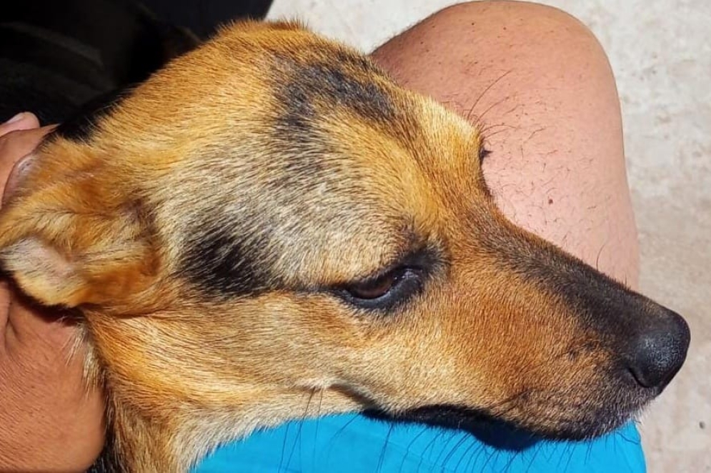 "Luna" siendo acariciada por Mat&iacute;as, su due&ntilde;o.