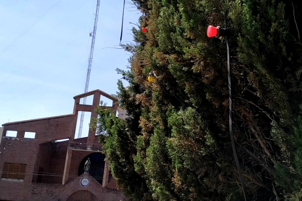 Los focos sacados de un pino de la plaza.