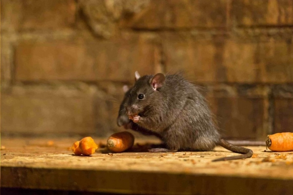Urgente: "El jueves sabremos si se trata de un caso de hantavirus"