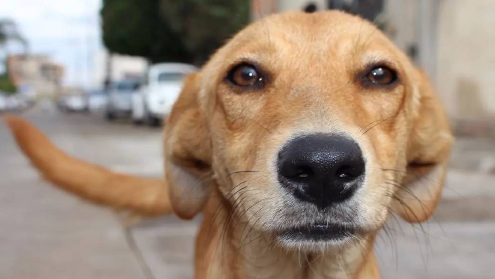 El valor del alimento balanceado complica el d&iacute;a a d&iacute;a de las proteccionistas.