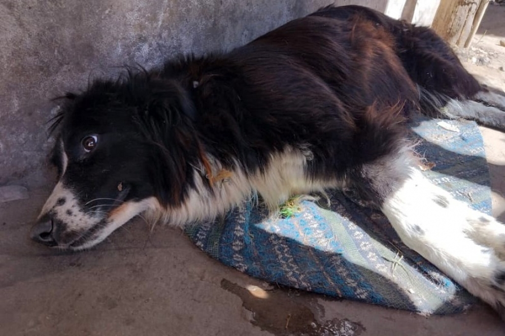 "Negra", una de las mascotas envenenadas, pelea por su vida.