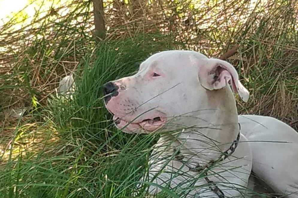 En la vivienda qued&oacute; la madre de "Gru&ntilde;&oacute;n".