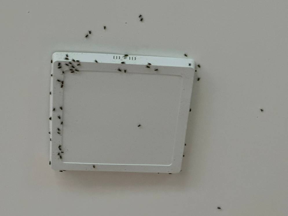 Las moscas en un plaf&oacute;n del techo. 